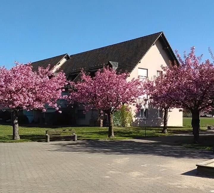 Wohnen wo die Kirschblüten blühn